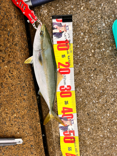 ハマチの釣果