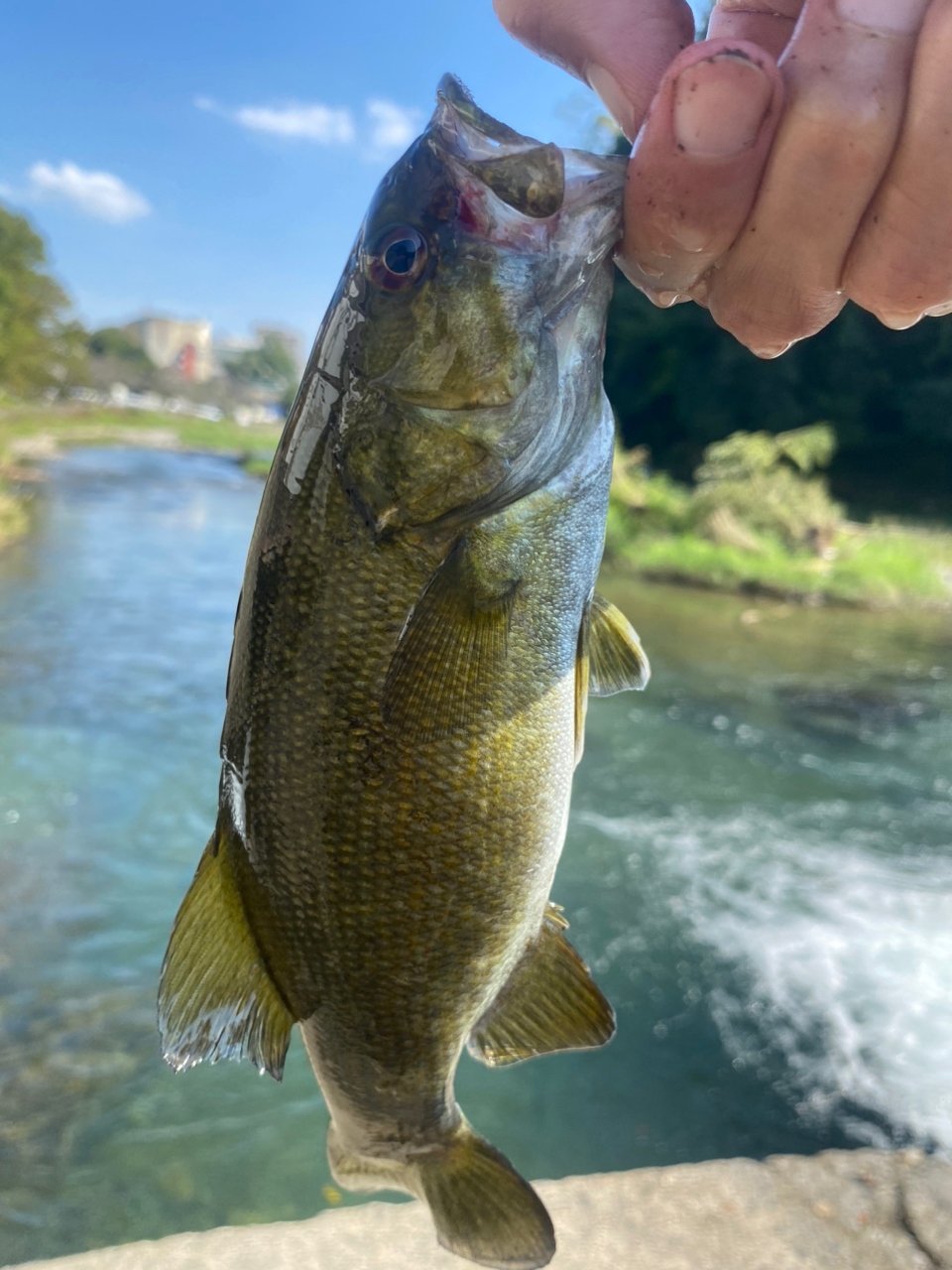 スモールマウスバス