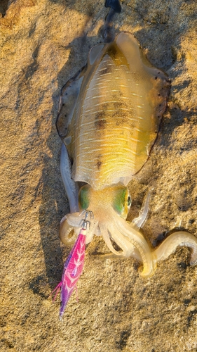 ミズイカの釣果