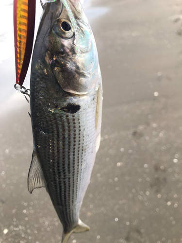 コノシロの釣果