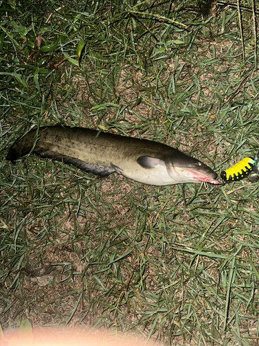 マナマズの釣果