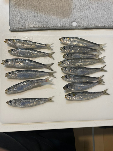 カタボシイワシの釣果