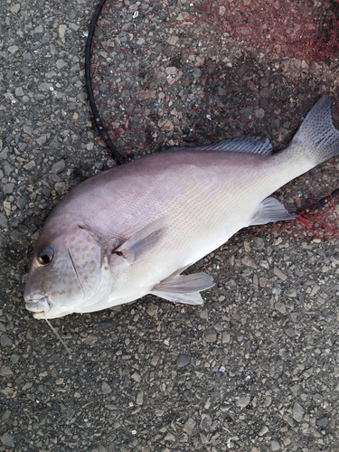 コロダイの釣果