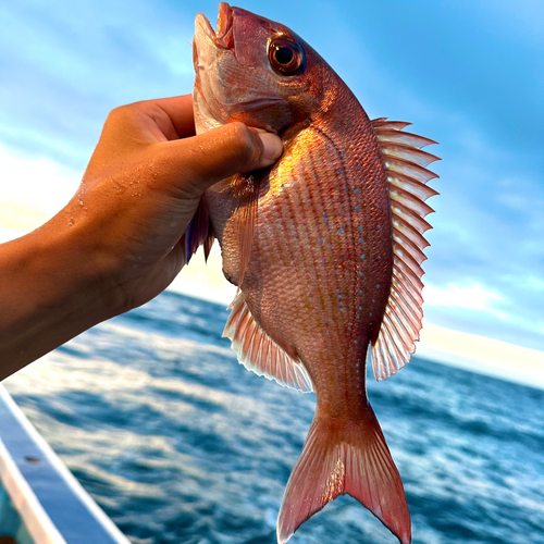 マダイの釣果