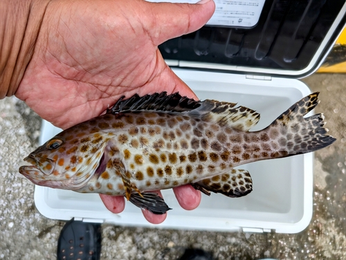 オオモンハタの釣果