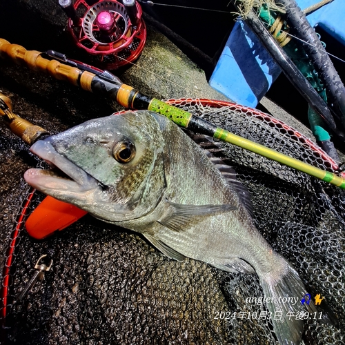 チヌの釣果