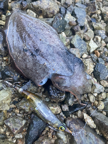 コウイカの釣果