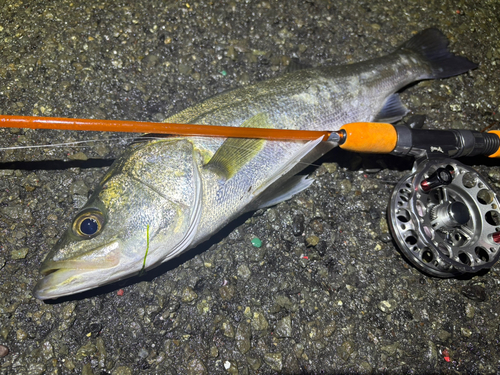 マルスズキの釣果