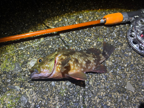 カサゴの釣果