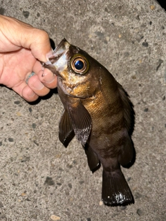 メバルの釣果