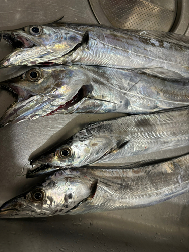 タチウオの釣果