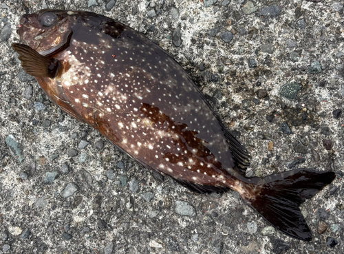 アイゴの釣果