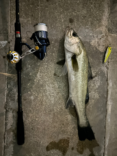 シーバスの釣果