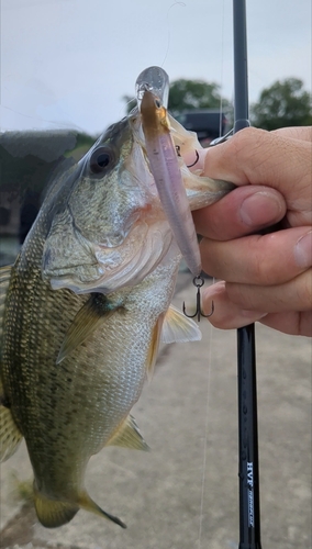 ラージマウスバスの釣果