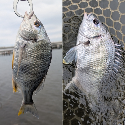 キビレの釣果