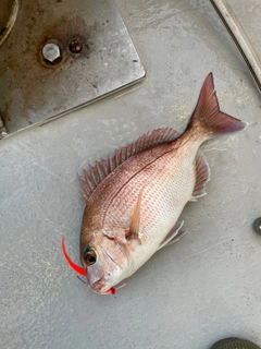 タイの釣果