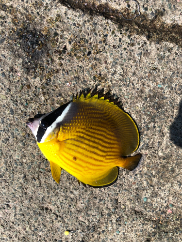 チョウチョウウオの釣果