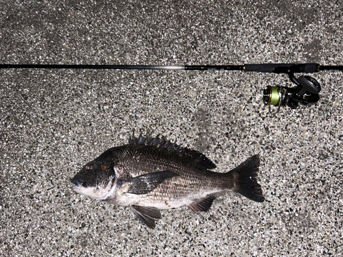 クロダイの釣果