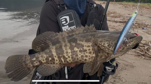 チャイロマルハタの釣果