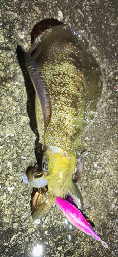 県漁連裏