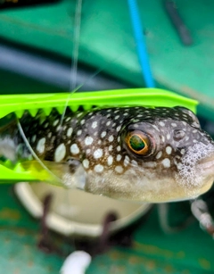 ショウサイフグの釣果