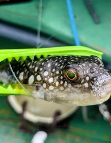 ショウサイフグの釣果