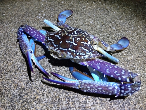 タイワンガザミの釣果