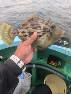 カワハギの釣果