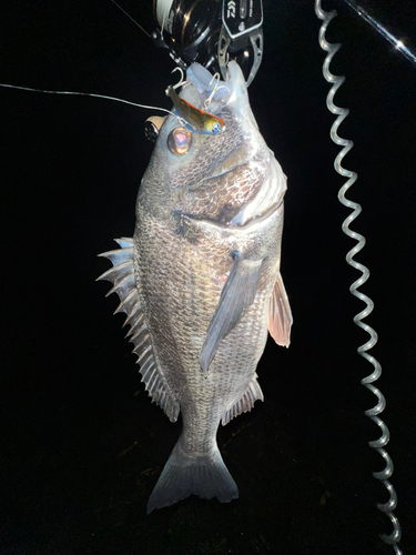 クロダイの釣果