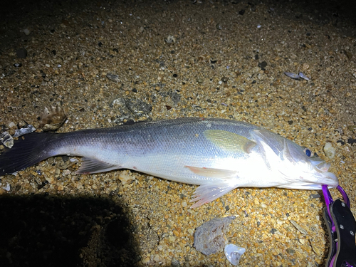 スズキの釣果