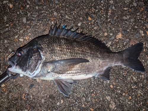 チヌの釣果