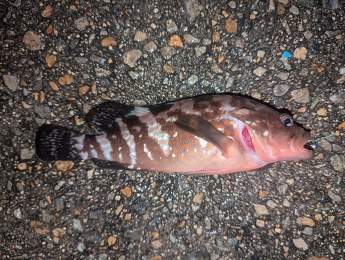 アコウの釣果