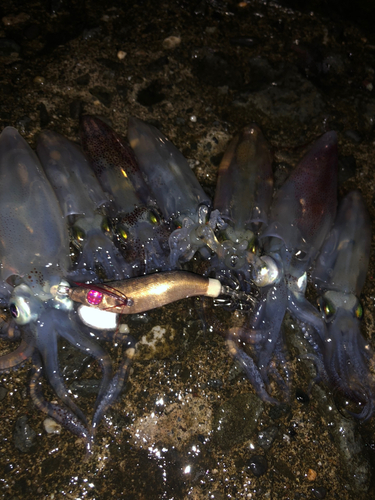 マメイカの釣果