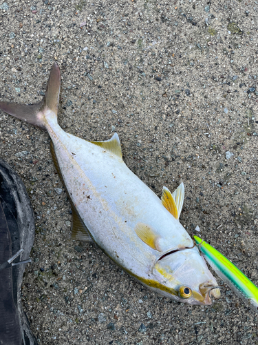 カンパチの釣果