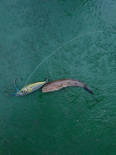 ハゼの釣果