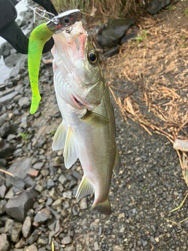 セイゴ（マルスズキ）の釣果