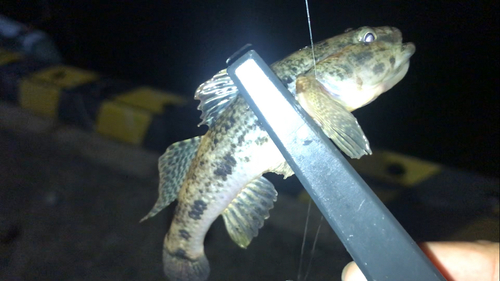 マハゼの釣果