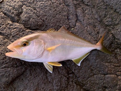 ショゴの釣果