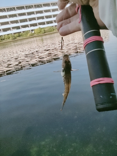 ハゼの釣果