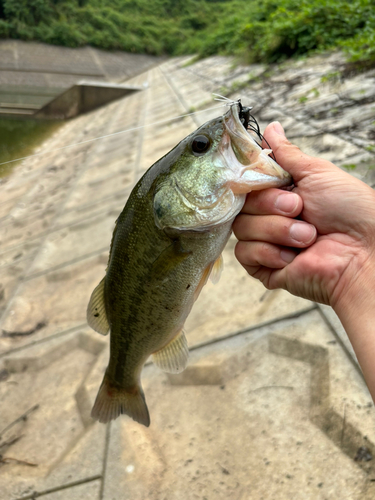 ブラックバスの釣果