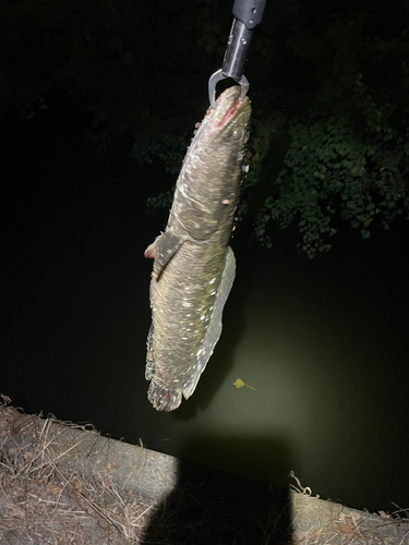 ライギョの釣果