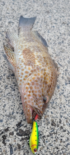 オオモンハタの釣果