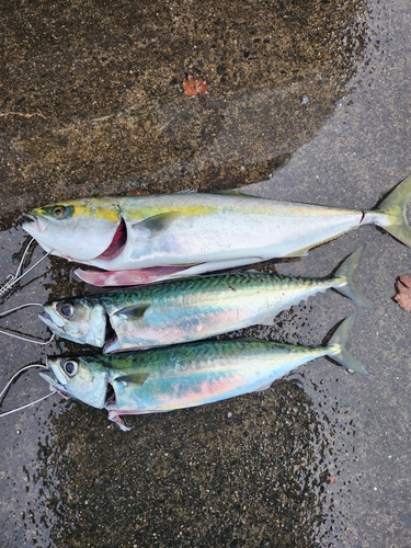 イナダの釣果