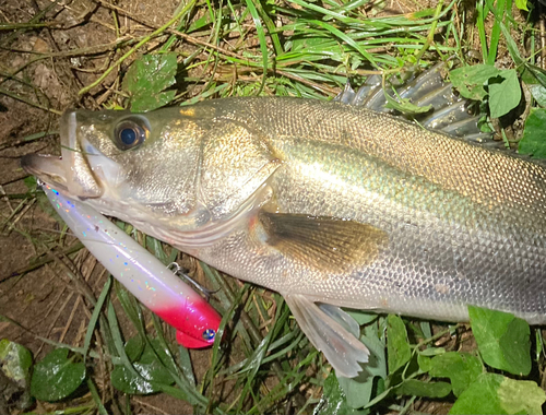 シーバスの釣果