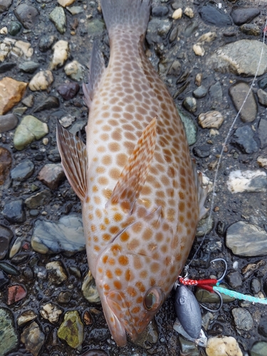 オオモンハタの釣果