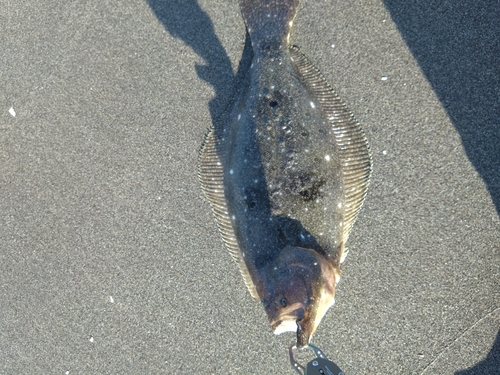 ヒラメの釣果