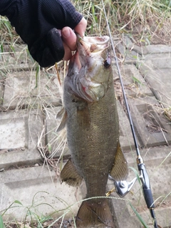 ナマズの釣果