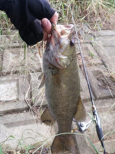 ナマズの釣果