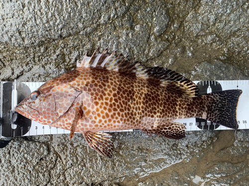 オオモンハタの釣果