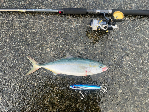 イナダの釣果